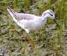 Phalarope de Wilson