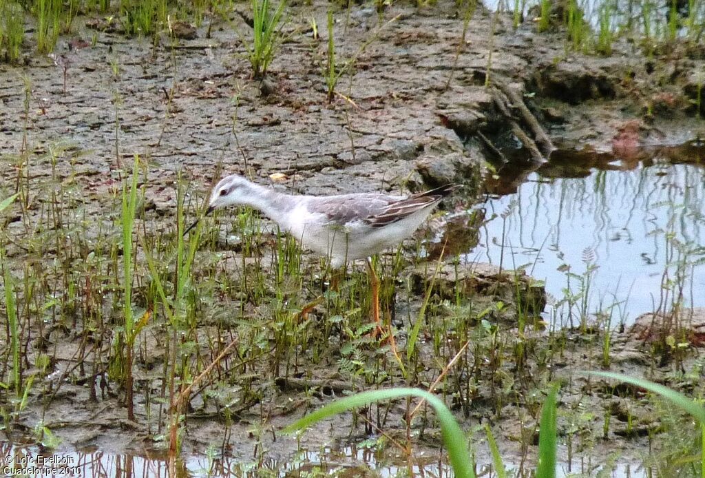 Wilson's Phalarope