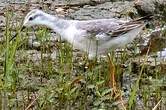 Phalarope de Wilson