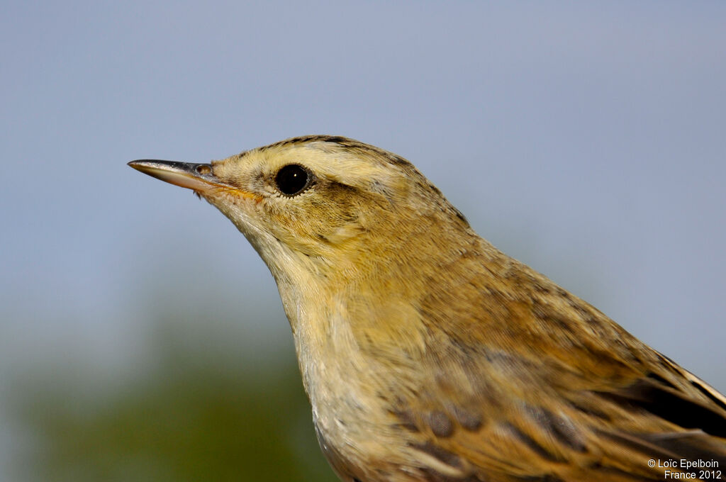 Sedge Warbler