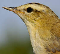 Sedge Warbler