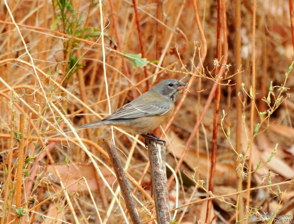 Grey-hooded Sierra Finch