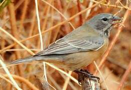 Grey-hooded Sierra Finch