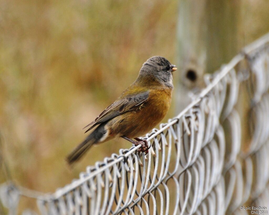 Patagonian Sierra Finch