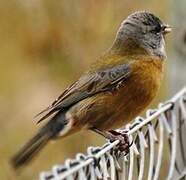 Patagonian Sierra Finch