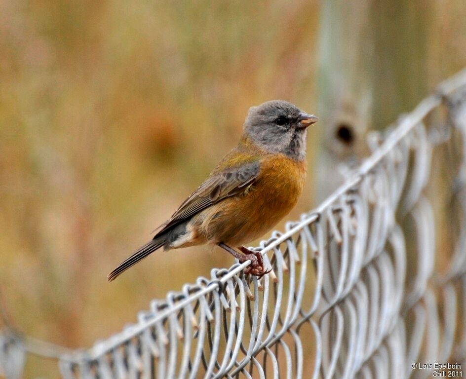 Patagonian Sierra Finch