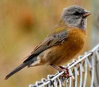 Patagonian Sierra Finch