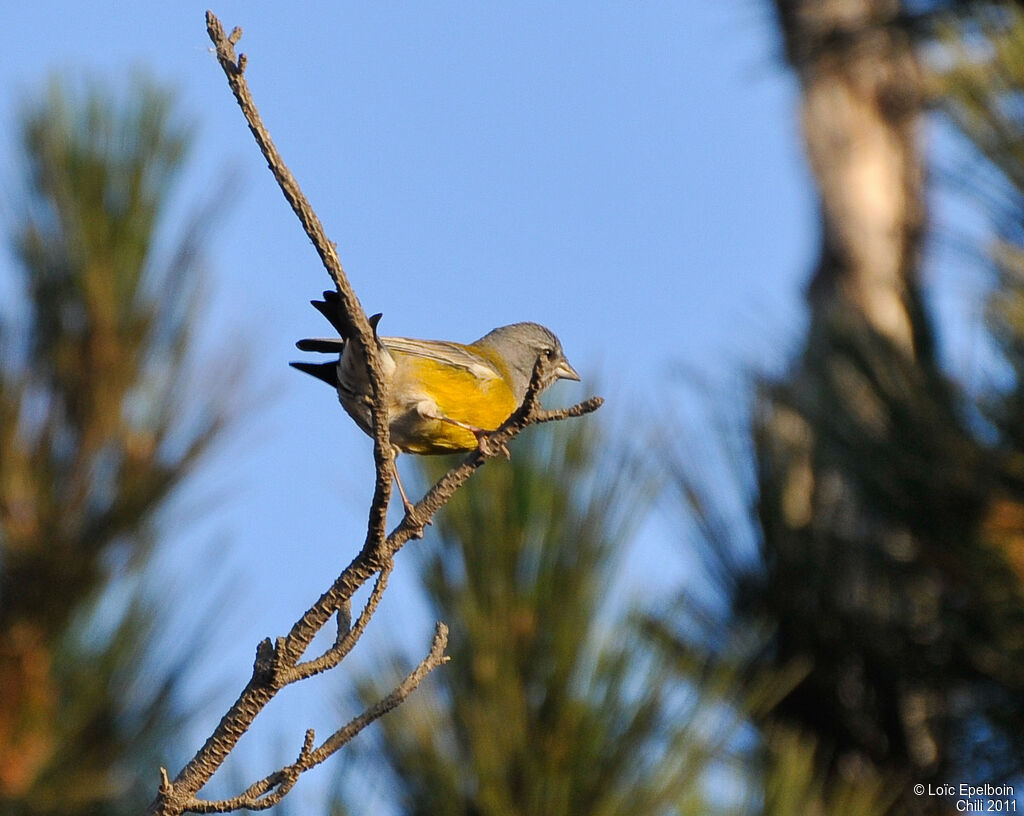 Patagonian Sierra Finch