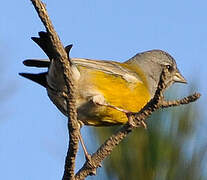 Patagonian Sierra Finch