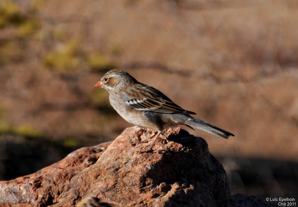 Mourning Sierra Finch