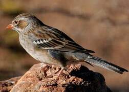 Mourning Sierra Finch