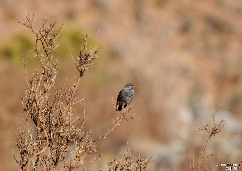 Mourning Sierra Finch