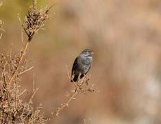 Mourning Sierra Finch