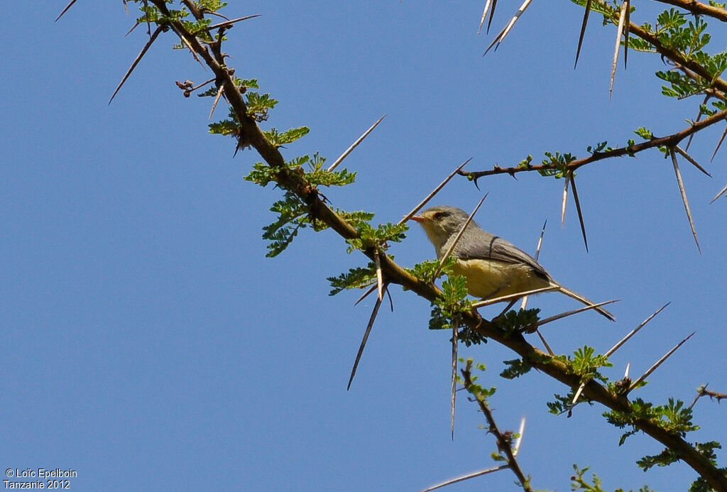 Buff-bellied Warbler