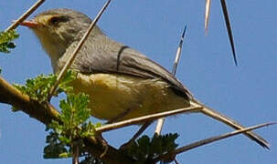 Buff-bellied Warbler