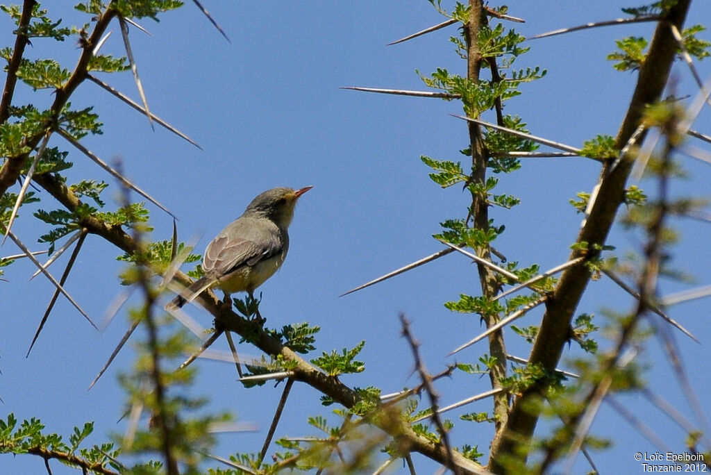 Buff-bellied Warbler