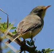 Buff-bellied Warbler