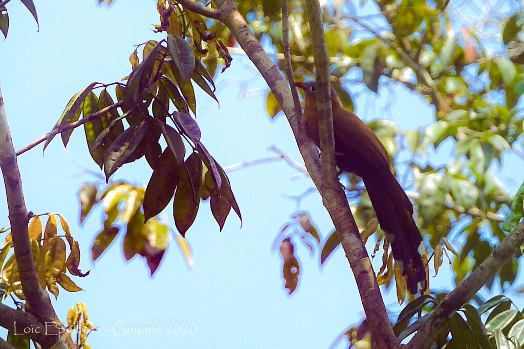 Black-bellied Cuckoo