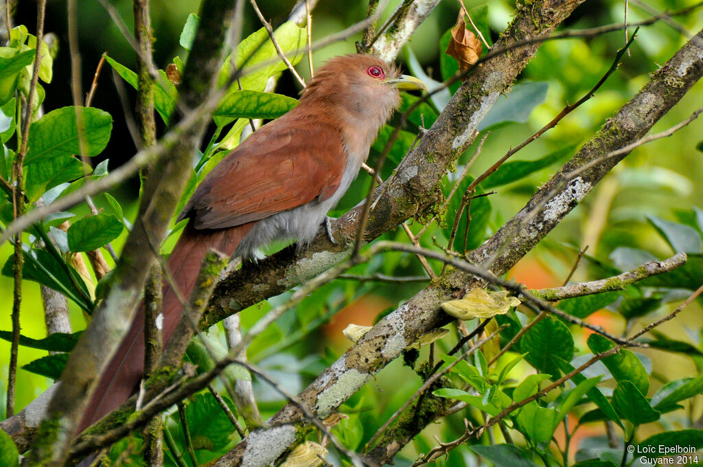 Squirrel Cuckoo