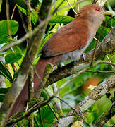 Squirrel Cuckoo