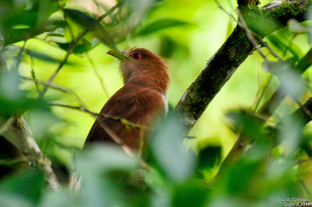 Squirrel Cuckoo