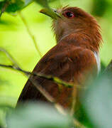 Squirrel Cuckoo