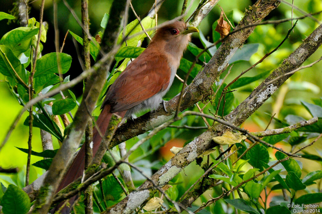 Squirrel Cuckoo