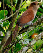 Squirrel Cuckoo