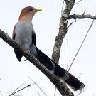 Piaye écureuil