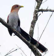 Squirrel Cuckoo