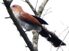 Squirrel Cuckoo