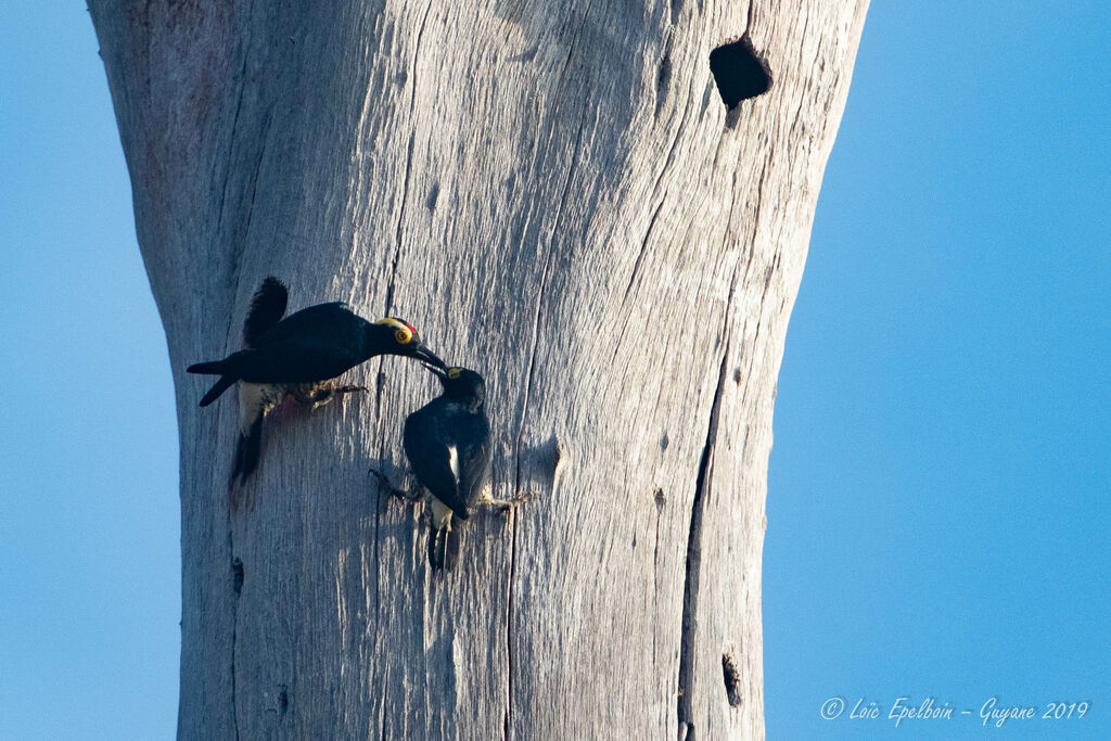 Yellow-tufted Woodpecker