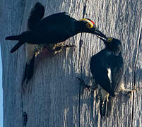 Yellow-tufted Woodpecker