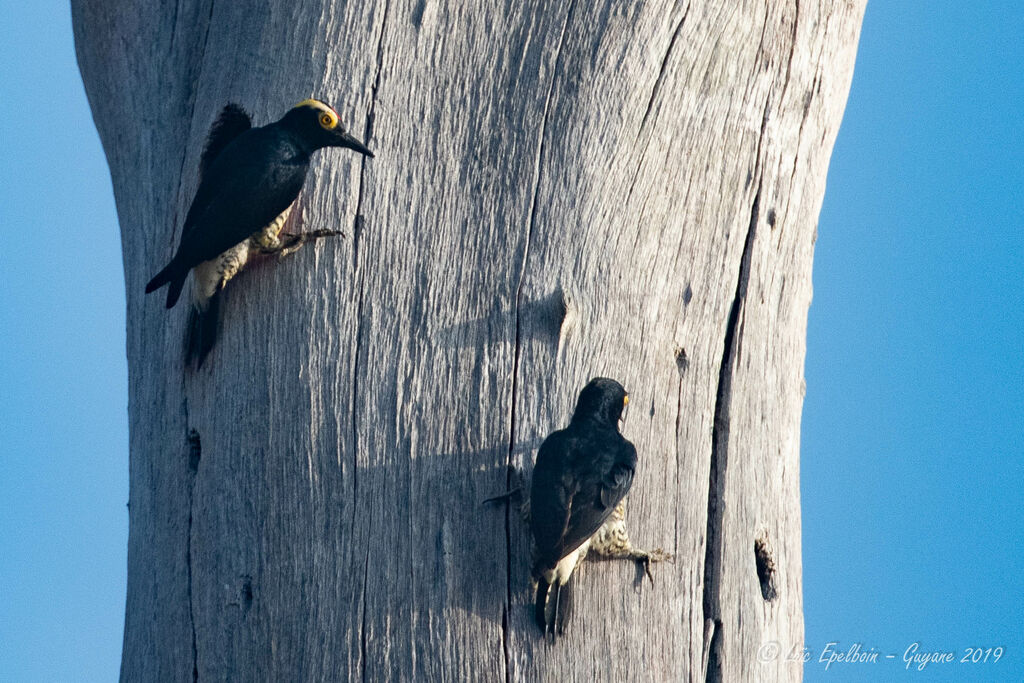 Yellow-tufted Woodpecker