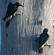 Yellow-tufted Woodpecker