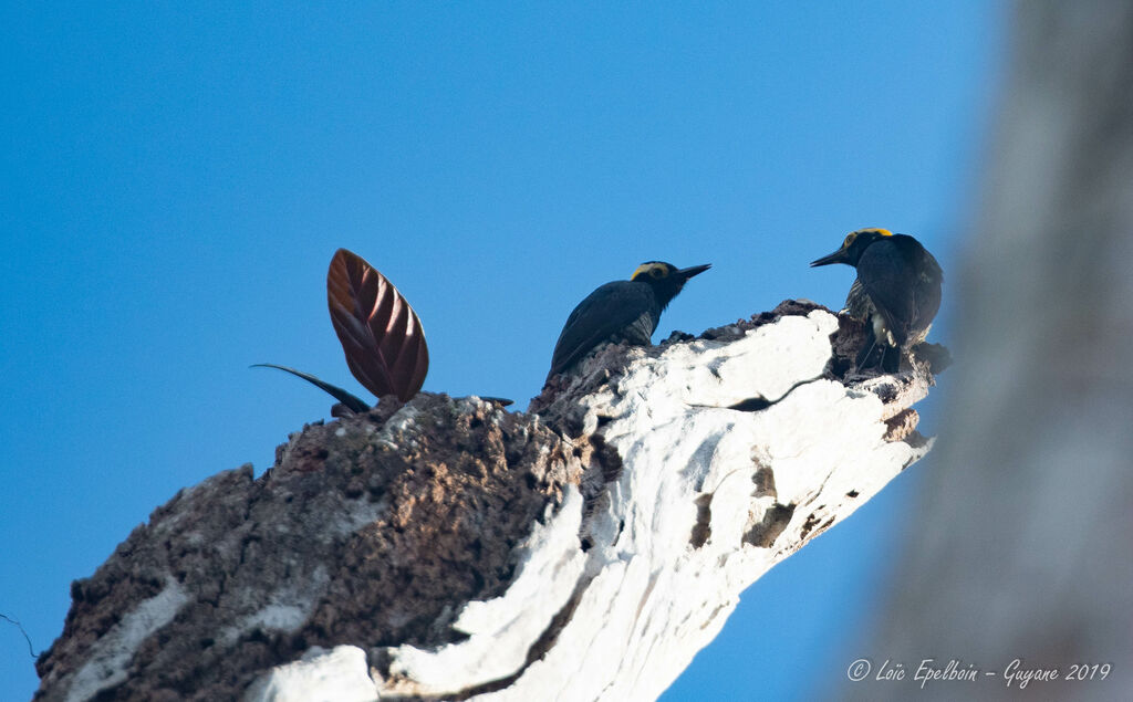 Yellow-tufted Woodpecker