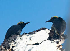 Yellow-tufted Woodpecker