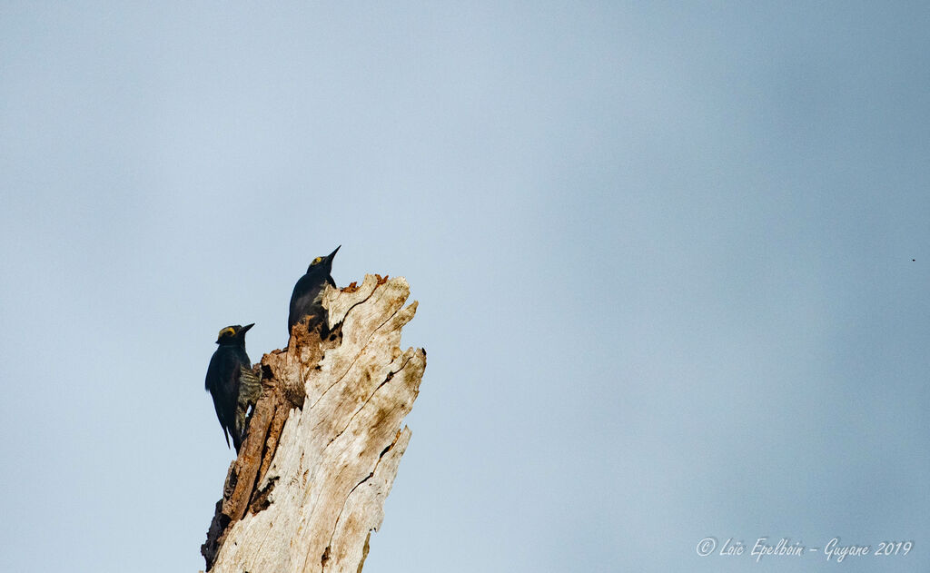 Yellow-tufted Woodpecker