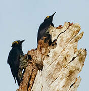 Yellow-tufted Woodpecker