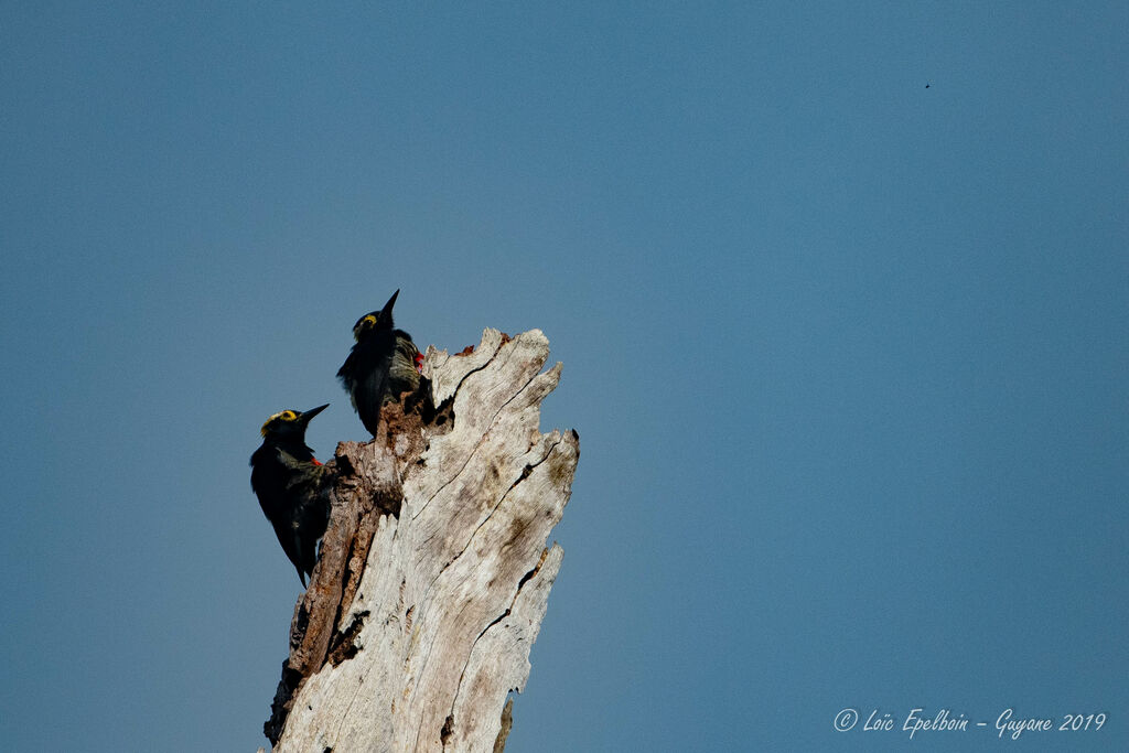 Yellow-tufted Woodpecker