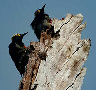 Yellow-tufted Woodpecker