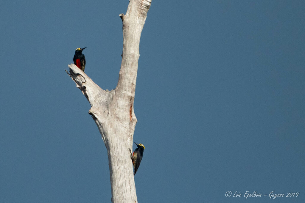 Yellow-tufted Woodpecker