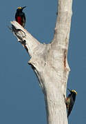 Yellow-tufted Woodpecker