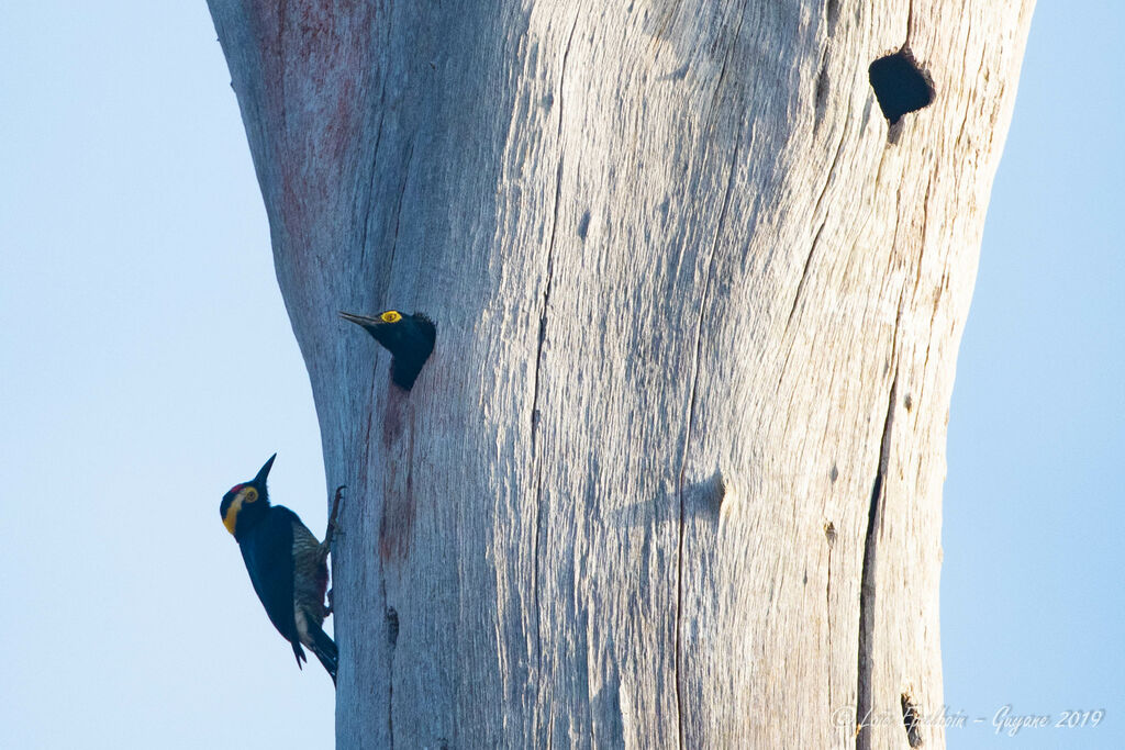 Yellow-tufted Woodpecker