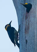 Yellow-tufted Woodpecker