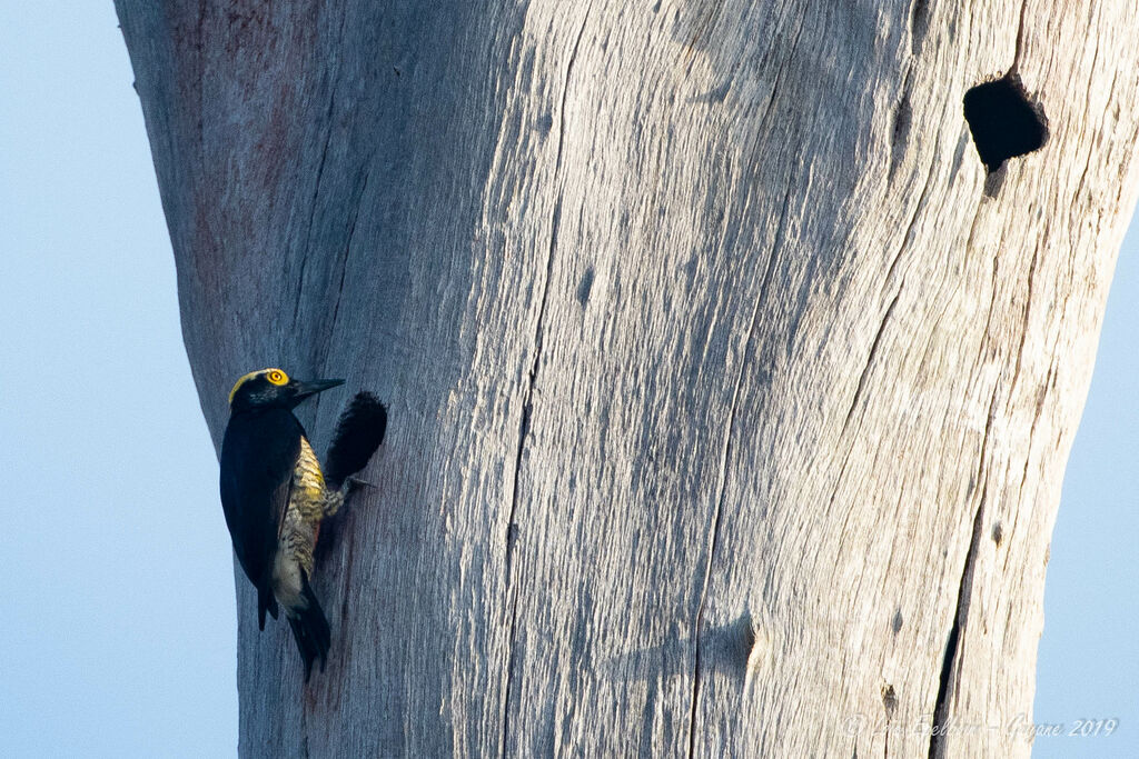 Yellow-tufted Woodpecker