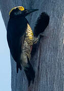 Yellow-tufted Woodpecker