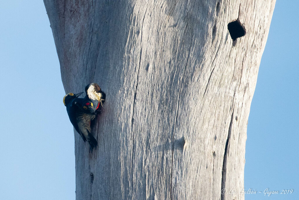 Yellow-tufted Woodpecker