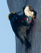 Yellow-tufted Woodpecker