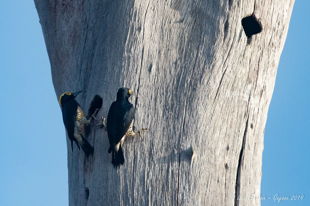 Yellow-tufted Woodpecker